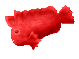 �}�X�_�I�R�[