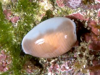 カミスジダカラの貝殻