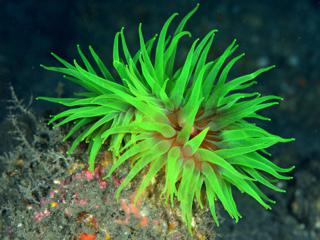 蛍光グリーンのウチウラタコアシサンゴ