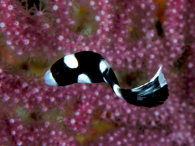 アジアコショウダイ Izuzuki海の生き物大図鑑 笑