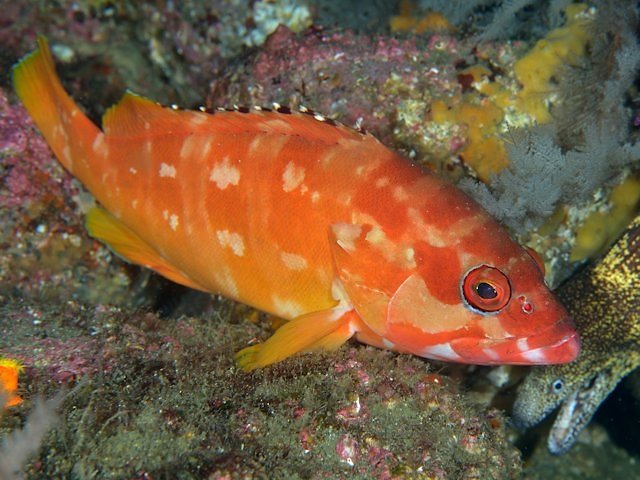 アカハタ Izuzuki海の生き物大図鑑 笑