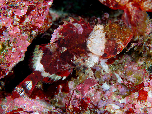 葉が黄色いディーフェンバキア:原因と回復方法 - 水不足