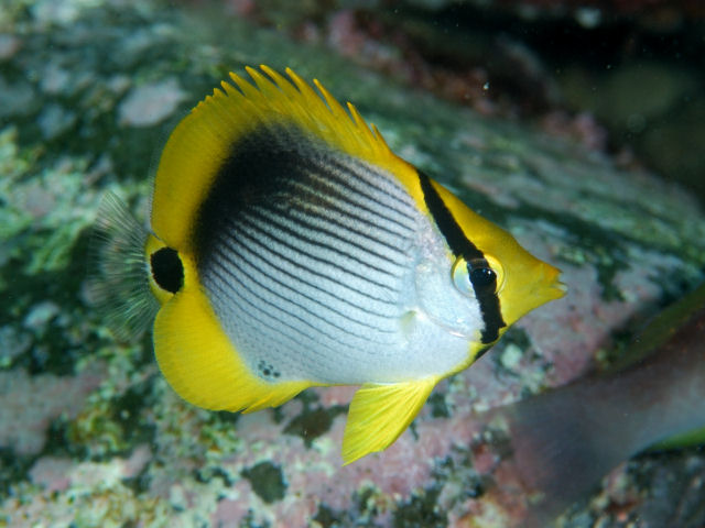 アケボノチョウチョウウオ Izuzuki海の生き物大図鑑 笑