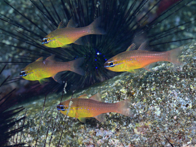 青い舌を持つ動物 - アオジタトカゲまたはアオジタトカゲ (Tiliqua scincoides)