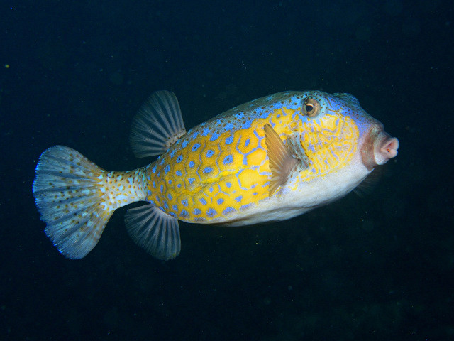 ハコフグ Izuzuki海の生き物大図鑑 笑