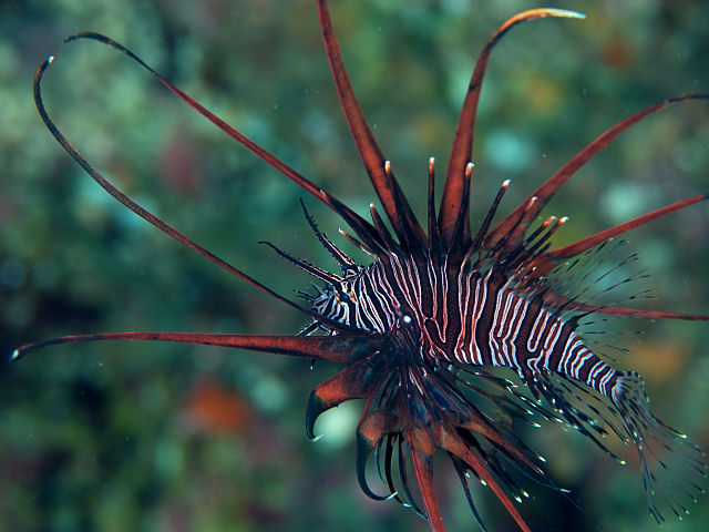 有毒な魚: 種類と画像 - ミノカサゴ (Pterois antenta)