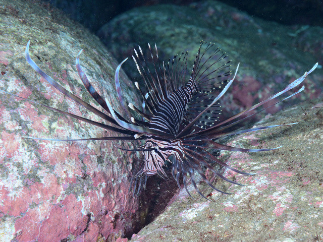 ミノカサゴ: この外来種に関する特徴と情報 - ミノカサゴの特徴