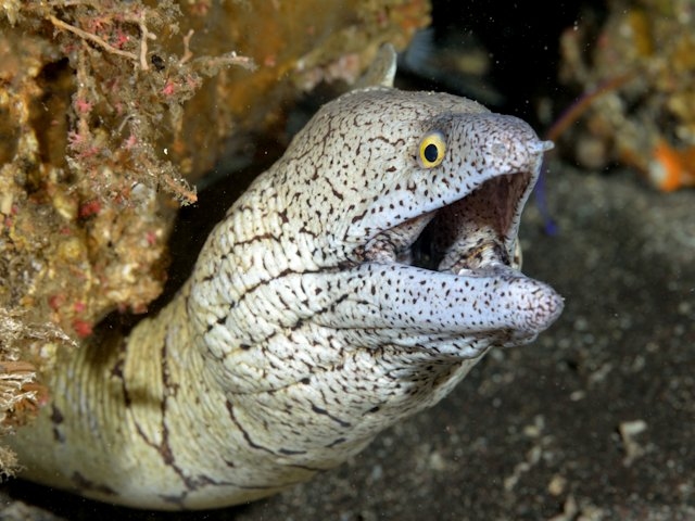 ハワイウツボ Izuzuki海の生き物大図鑑 笑