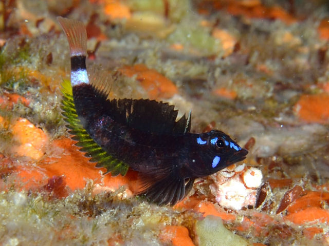 ヴィンカ:手入れ、剪定、繁殖 - 光、温度、場所