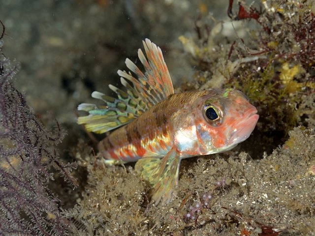 ヒメ Izuzuki海の生き物大図鑑 笑