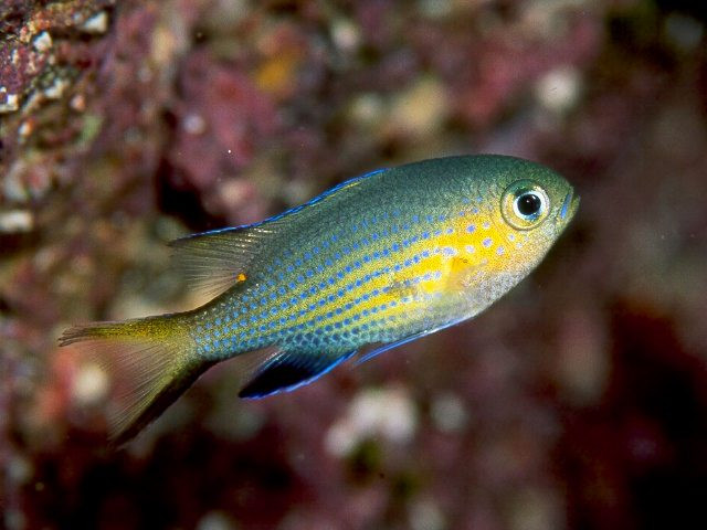 ヒメスズメダイ Izuzuki海の生き物大図鑑 笑