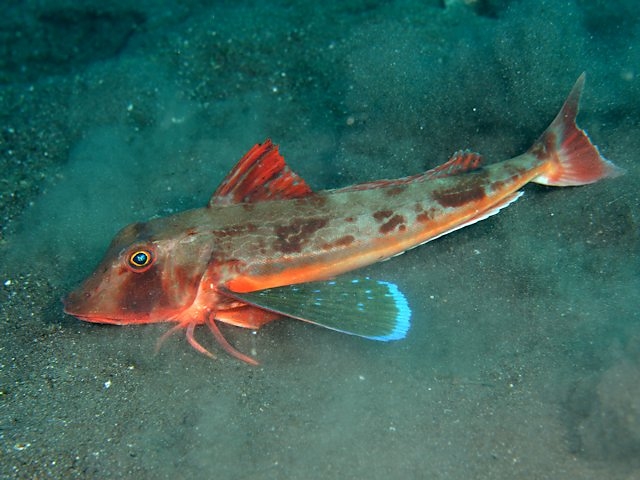 ホウボウ Izuzuki海の生き物大図鑑 笑