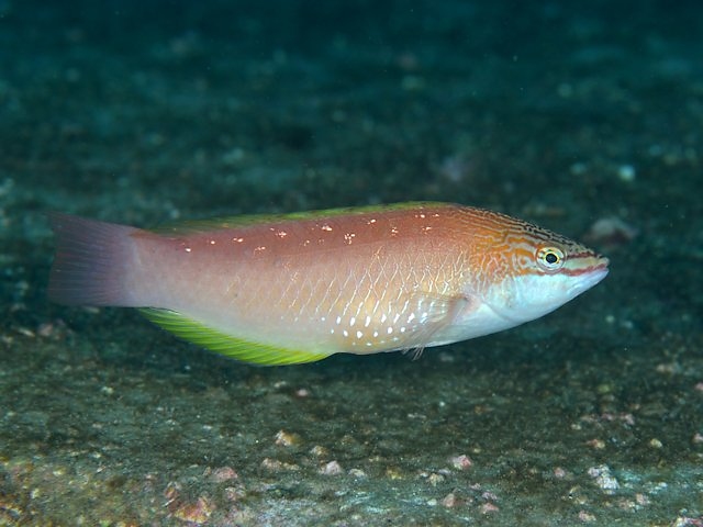 ホシササノハベラ Izuzuki海の生き物大図鑑 笑