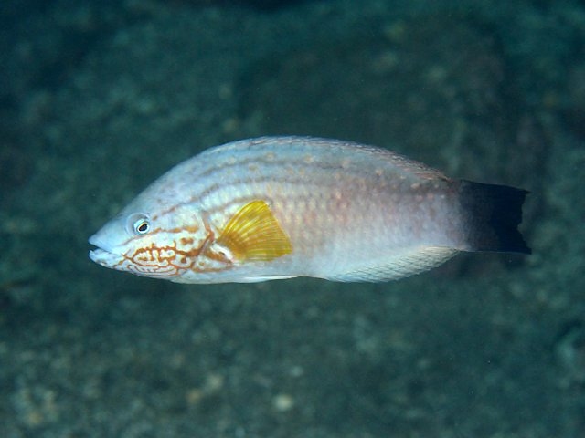 ホシササノハベラ Izuzuki海の生き物大図鑑 笑