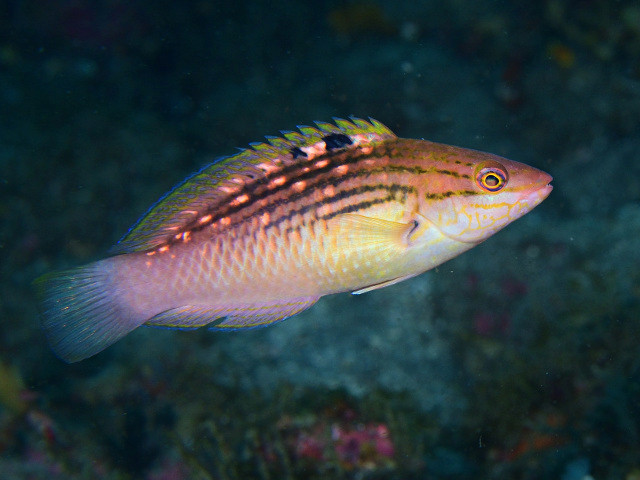 ホシササノハベラ Izuzuki海の生き物大図鑑 笑