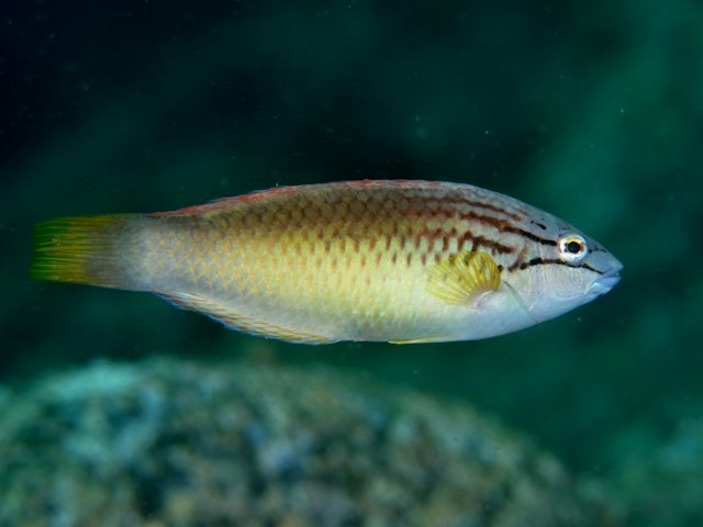 ホシササノハベラ アカササノハベラ Izuzuki海の生き物大図鑑 笑