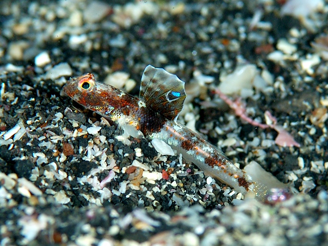 観葉植物の名前 - 義母の舌 (サンセベリア属)
