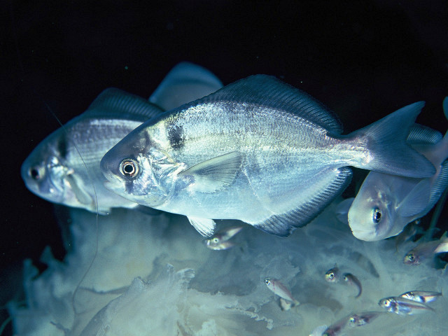 クラゲは危険ですか? - クラゲが刺すしくみ