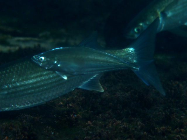 外洋魚:その正体、特徴、例 - クロマグロ