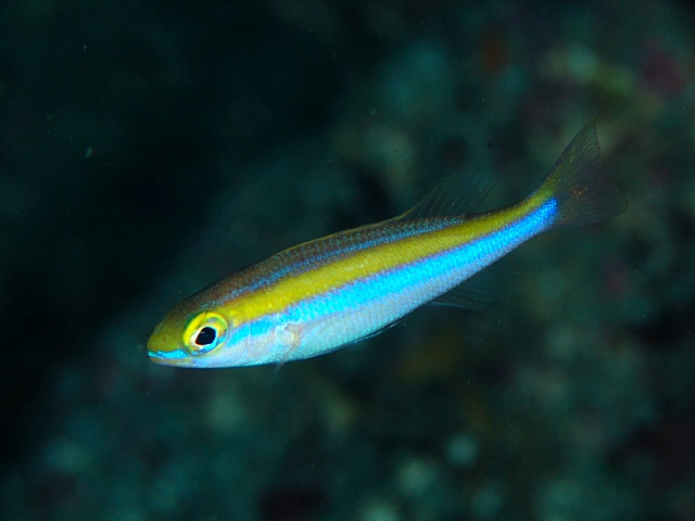 ヤツガシラ:特徴、生息地、食べ物 - ヤツガシラの餌付け