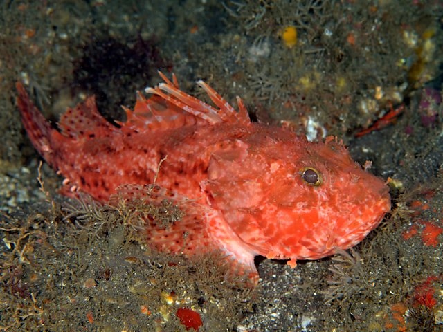 有毒な魚: 種類と画像 - カサゴ (Trachinus sp.)