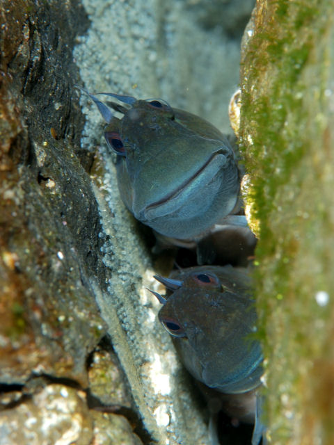 カエルウオ Izuzuki海の生き物大図鑑 笑