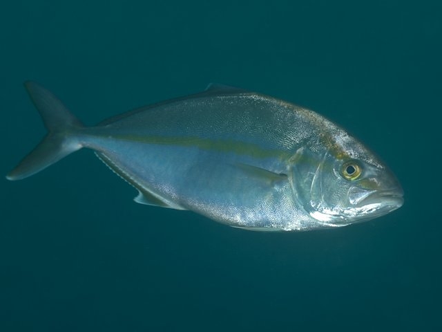 カンパチ Izuzuki海の生き物大図鑑 笑