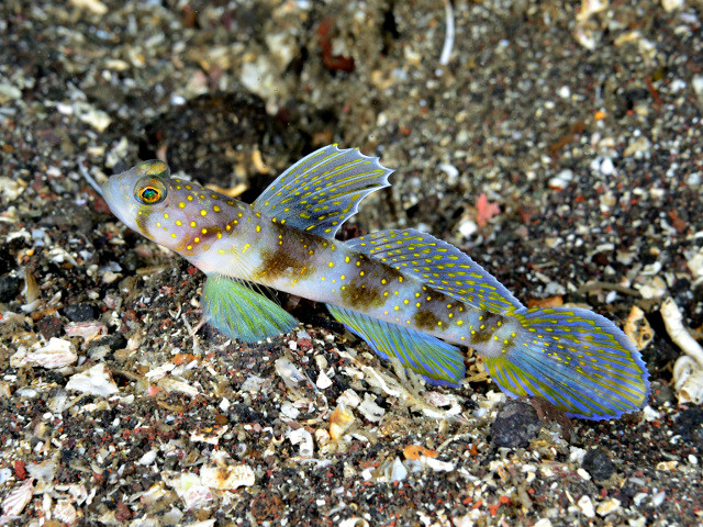 キラキラハゼ Izuzuki海の生き物大図鑑 笑