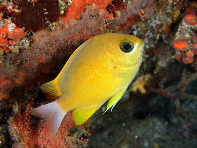 コガネスズメダイ Izuzuki海の生き物大図鑑 笑