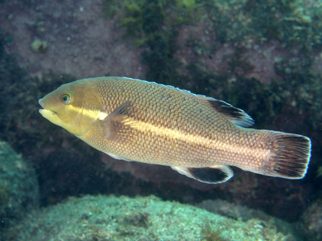 コブダイ Izuzuki海の生き物大図鑑 笑