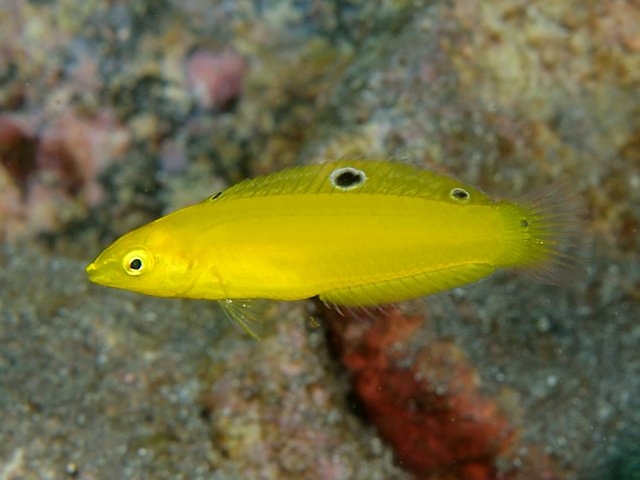 コガネキュウセン Izuzuki海の生き物大図鑑 笑