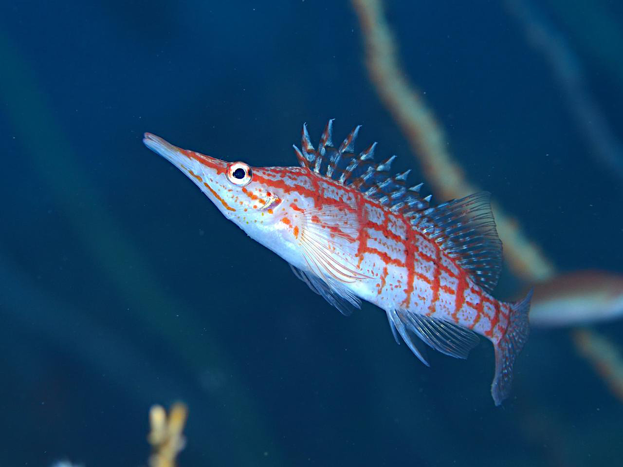 ラクダとヒトコブラクダの違い