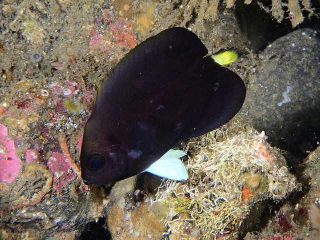 クロキンチャクダイ Izuzuki海の生き物大図鑑 笑