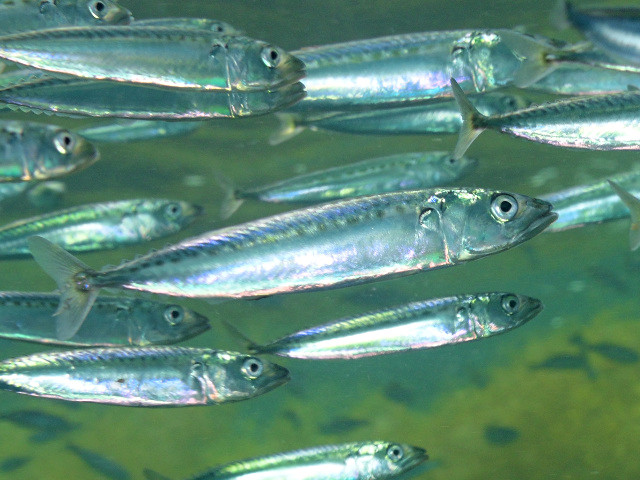 外洋魚:その正体、特徴、例 - シルキーシャーク