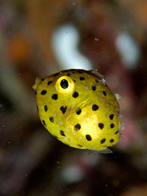 ミナミハコフグ Izuzuki海の生き物大図鑑 笑