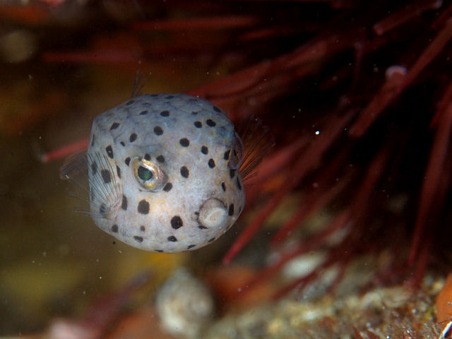 ミナミハコフグ Izuzuki海の生き物大図鑑 笑