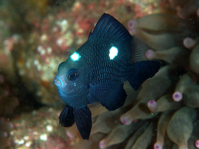 ミツボシクロスズメダイ Izuzuki海の生き物大図鑑 笑