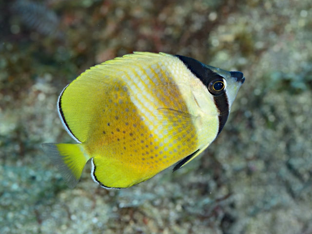 ミゾレチョウチョウウオ Izuzuki海の生き物大図鑑 笑