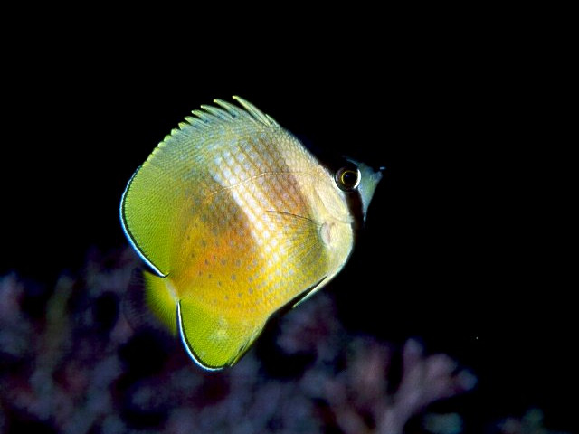 ミゾレチョウチョウウオ Izuzuki海の生き物大図鑑 笑