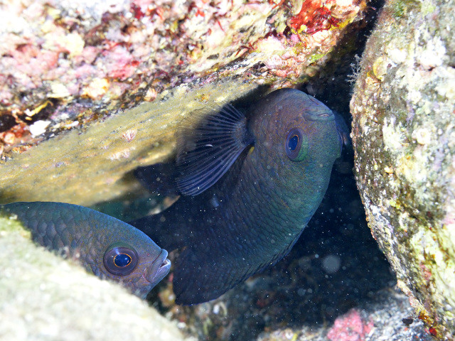 動物の求愛:例と特徴 - 水中アクロバット