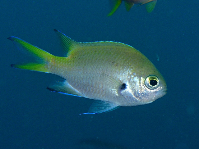 ナノハナスズメダイ Izuzuki海の生き物大図鑑 笑