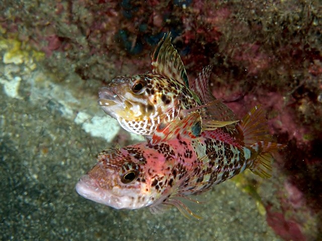 動物の求愛:例と特徴 - 装飾