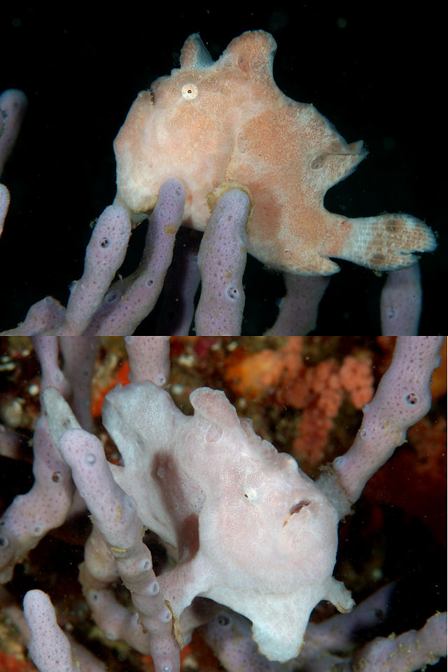 オオモンカエルアンコウ Izuzuki海の生き物大図鑑 笑