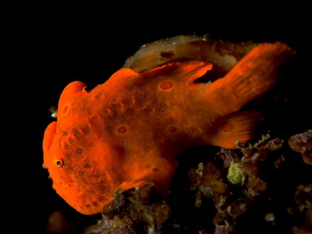 オオモンカエルアンコウ Izuzuki海の生き物大図鑑 笑