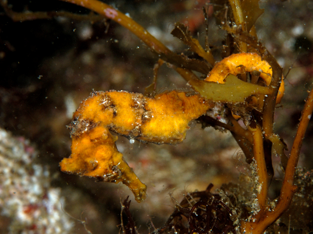 タツノオトシゴの種類 - ラインテッドタツノオトシゴ (海馬エレクトス)