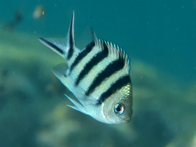 ロクセンスズメダイ Izuzuki海の生き物大図鑑 笑