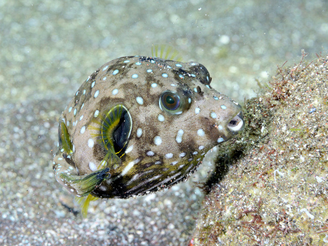 毒魚:種類と画像 - フグ(フグ科)