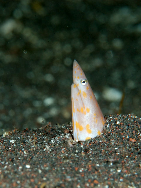 ダイダイマダラウミヘビ Izuzuki海の生き物大図鑑 笑