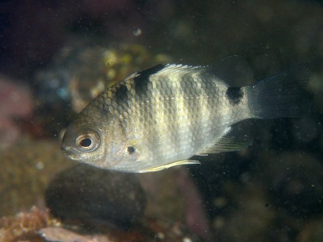 シチセンスズメダイ Izuzuki海の生き物大図鑑 笑