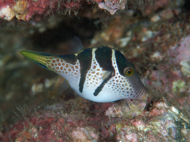 シマキンチャクフグ Izuzuki海の生き物大図鑑 笑